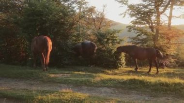 Üç at, yumuşak akşam ışığıyla gölgeli bir arazide yan yana duruyor. O an durgun ve özel hissettiriyor..