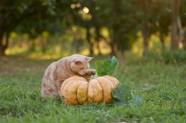 Kızıl bir tekir kedi çimlerin üzerinde büyük bir turuncu balkabağının yanında dinleniyor. Sıcak sonbahar ayarı yumuşak kürkü ve doğal çevreyi vurguluyor..