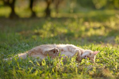 Two ginger tabby cats lie on the grass interacting in a playful way. The moment captures movement and warmth in a natural outdoor space.