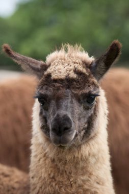Meraklı bir lama doğrudan kameraya bakıyor. Kabarık kürkü ve uyarı kulakları keskin bir şekilde yakalanır..