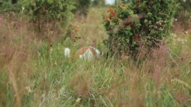 Bir Jack Russell Terrier yoğun çim ve bitkilerin arasında yürürken kısmen görülebilir. Bu 4k çerçeve hareketlere ve doğal ortama uyum sağlamaya odaklanır..