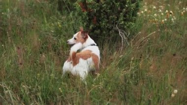 Bir Jack Russell Terrier uzun yabani otlardan dışarı bakıyor. Bu 4k 'lık atış köpeğin doğada yarı saklı olduğunu gösteriyor, merak uyandırıyor..