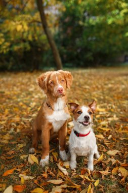 Terrier ve Retriever şirin köpek