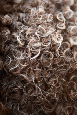 Lagotto Romagnolo kürkünün yakından bakınca yoğun spiral kıvrımlar ortaya çıkıyor. Görüntü, yün gibi desenleri ön plana çıkarıyor..