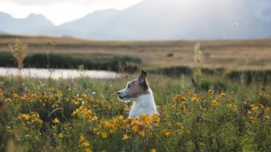 Küçük bir Jack Russell teriyeri sarı kır çiçeklerinden dikizler. Yumuşak ışığın altında bir dağ gölü yatıyor..