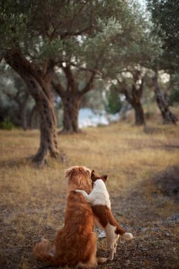 Nova Scotia Duck Tolling Retriever ve Jack Russell Terrier ağaçların altında yan yana oturuyorlar. Sahne, doğal bir ortamda bir arkadaşlık anı yakalar..
