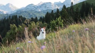 Jack Russell Teriyeri, ağaçlar ve karla kaplı dağlarla altın çimenlerde sakince oturur. Köpek bu sessiz dağlık sahnede vahşi doğayla çevrili..