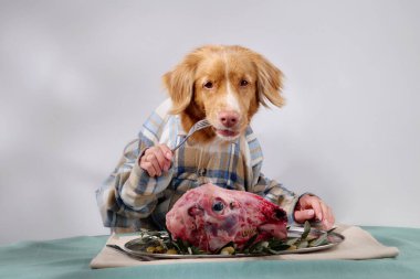 Ekoseli gömlek giyen bir Nova Scotia Duck Tolling Retriever, bir gurme yemek ile bir masada oturan yeşil ile süslenmiş çiğ et