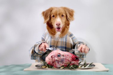 Ekose gömlekli bir Nova Scotia Duck Tolling Retriever sebzelerle süslenmiş çiğ et tabağının arkasında oturuyor. Aydınlatma ve dekor, köpeğin meraklı ifadesini ve rafine kurulumunu vurgular.