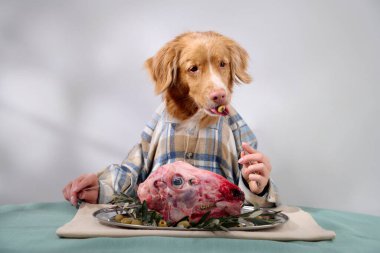 Ekose gömlekli bir Nova Scotia Duck Tolling Retriever bir tabak çiğ et ve sebzeyle masada oturur. Zarif iç mekan ve dekorasyon köpekleri hazırladı ve sakinleştirdi..
