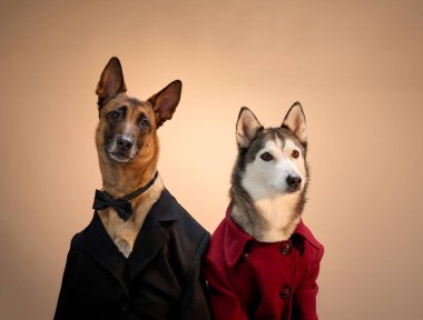 Özel dikim kırmızı takım giyen bir Sibirya Husky 'si ve Malinois bej bir arka plana zarif bir şekilde poz veriyor. Kıyafet, köpeğin seçkin ve kibar tavrını ön plana çıkarıyor..