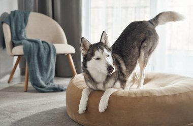 Sibirya köpeği yumuşak bir köpek yatağında dururken ön ayaklarını uzatır. Oda aydınlık ve küçük dekorlar doğal manzarayı güzelleştirir..