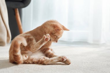 Kızıl bir kedi içeride yumuşak bir kilimin üzerinde otururken kendini tımar eder. Arkaplanda tahta bir sandalye ve nötr bir dekor var..