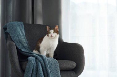 Üç renkli bir kedi, beyaz perdelerin arasından süzülen ışığa bakan minderli bir sandalyeye oturur. Yanında mavi bir battaniye var..