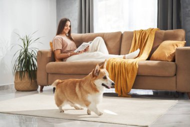 Neşeli bir Corgi, temiz bir dairede, hafif ahşap zeminde yürüyor, bir kadın kanepeden izliyor.
