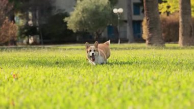 Bir Galli Corgi, halka açık bir parktaki çimenli bir alanın ortasında duruyor. Arka plan, yumuşak bulanık ağaç ve binaları gösteriyor.