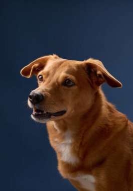 Bir köpeğin profili yavaşça aydınlatılır. Rahat duruş, video kaydı sırasında hareketin duraksadığını gösteriyor..