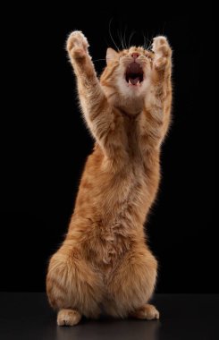 Zencefilli evcil bir kedi dik oturur ve her iki pençesini de birlikte kaldırır. Aksiyon, bir stüdyo ortamında dilenmeyi ya da oynamayı öneriyor..