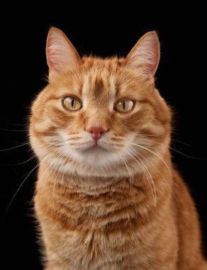 Kızıl bir evcil kedi dik dik dik bakıyor. Kedilerin duruşu dengeli ve karanlık stüdyo geçmişine karşı tetikte..