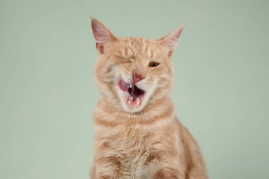 Kızıl kedi diliyle bir yalamayı bitirir. Nane yeşili arka plan kürküne pürüzsüz bir karşıtlık ekler..