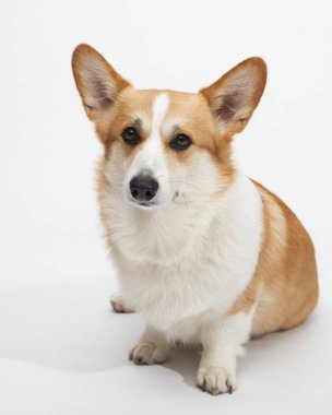 Galli Corgi dikey kulaklarla beyaz, pürüzsüz arka planda dikiliyor.