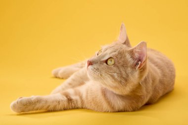 Kedi, sarı arka planda yumuşak ışığa doğru başını kaldırırken sakince uzanır..