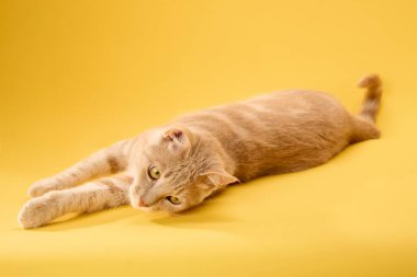 Kedi, parlak sarı yüzeyde rahatça uzanıyordu..