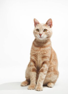 Pençeleri dizilmiş ve kuyruğu gevşemiş bir zencefilli kedinin tüm vücut görüntüsü. Parlak bir stüdyo ortamında sakince duruyor..