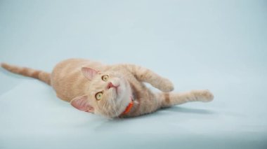 Kızıl kedi mavi bir yüzeye uzanıp havayı şakaya vuruyor. Stüdyo ışığında temiz pastel tonlarla çekilmiş..