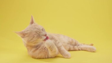 Kızıl kedi canlı sarı arka plana doğru düz bir şekilde uzanıyor. Uzuvlar ve kuyruk uzatıldı.