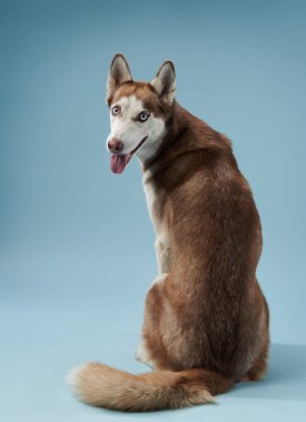 Bir Sibirya Husky 'si, sanki el sallıyormuş gibi oynayarak pençesini kaldırır. Kıtır ışık ve mavi gradyan arka plan enerjiyi arttırır..