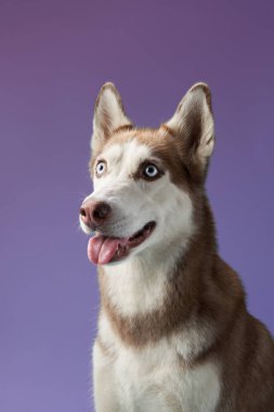 Sibiryalı bir Husky sakin ve odaklanmış bir ifadeyle mesafeye bakar. Mor renkli arkaplan kompozisyona derinlik ekler.