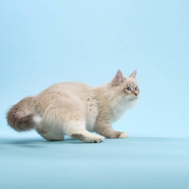 Genç bir Cornish Rex kedisi havada heyecanla sıçrayıp mavi bir oyuncağa uzanır. Neşeli doğası parlak mavi bir arkaplanla yakalanır..