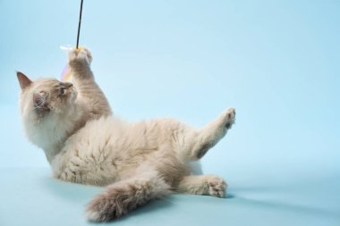 Genç bir Cornish Rex kedisi havada heyecanla sıçrayıp mavi bir oyuncağa uzanır. Neşeli doğası parlak mavi bir arkaplanla yakalanır..