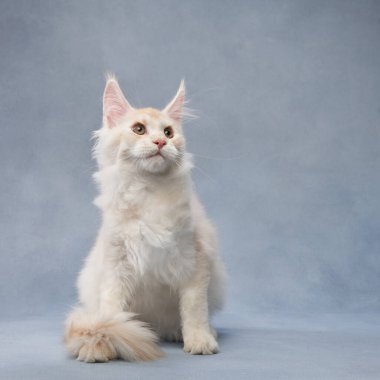 Beyaz bir Maine Rakunu kedisi mavi bir arka planda oturuyor, tüyleri yumuşak ve tüylü. Serin tonlar onun nazik ifadesini tamamlar..