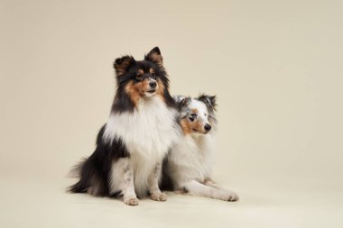 İki Shetland çoban köpeği bej bir arka planda yan yana oturuyor ve tüylü paltolarını sergiliyorlar. Eşit ışıklandırma onların anlamlı yüzlerini ve zarif duruşlarını güçlendirir..