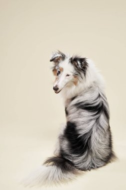 Bir Shetland Çoban Köpeği, uzun kürkü güzelce bakımlı, tarafsız bir arka planda zarifçe oturur. Köpekler sakin bir ifade ve zarif bir duruş sergileyerek çarpıcı bir portre oluştururlar..