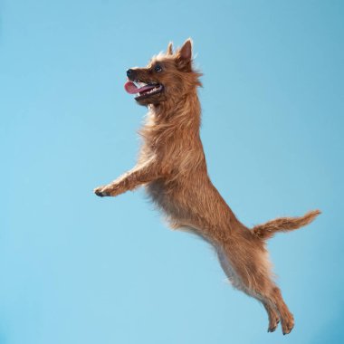 Teriyer hareketli bir anda yükseğe sıçrıyor, açık mavi arka plana doğru tamamen uzanıyor. Köpek kulakları kıvraktır ve bacakları çeviklik göstergesi olarak açılır..