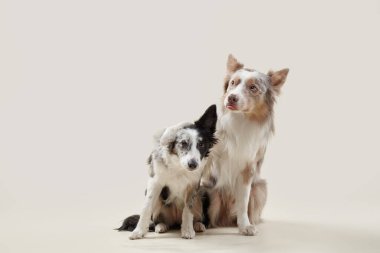 İki sınır köpeği yan yana oturur, dostça bir ifadeyle yan yana bakarlar. Tarafsız arka plan onlara odaklanmamızı sağlıyor..