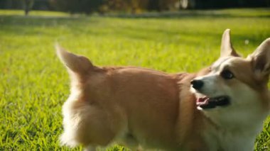 Bir Galli Corgi yeşil çimlerin üzerinde tasması bir kişinin elinde duruyor. Kadın ve köpek bir yerleşim bölgesinde yürüyüşe çıkmak için hazırlanıyorlar..