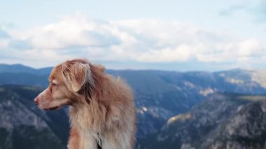 Bir Nova Scotia Duck Tolling Retriever arka planda uzak tepeler olan bir kenar portrede gösterilmektedir. 4k yakın plan çekimleri, dikkat duruşu ve dağ ışığında güzel bir palto yakalar..