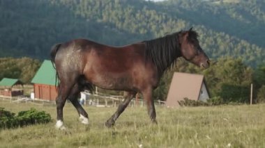 Arka planda orman tepeleri olan ahırın yakınındaki bir arazide tek bir at duruyor. Duruş ve ayarlar sakin bir gözlem olduğunu gösteriyor..
