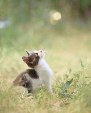 Genç bir kedi yavrusu yeşil çimenlerde oturur ve yukarıya bakar. Sıcak tonlarda yakalanmış, açık havada meraklı ve sakin görünüyor..