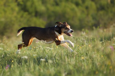 Bir köpek, dağınık kır çiçeklerinin üzerinde dar bir adımla alçaktan uçar. Anın ortasında donup kalıyoruz..