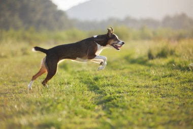 Kahverengi ve beyaz bir köpek, altın çimenlerin üzerinde dalları arasına sıkışmış bir şekilde orta sıçrayışta..