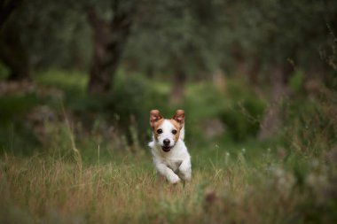 Yumuşak yeşil bir düzlükte ağaçların arasından küçük bir Jack Russell çıkar. Yumuşak bokeh ve sıcak tonlarla yakalanmış.