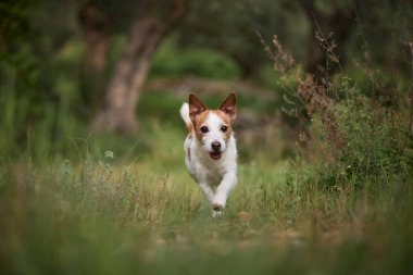 Bir Jack Russell, güneşli ağaçlık bir alanda koşuyor. Parlak yeşil çimenler arkadaki koyu ağaçlarla çelişiyor..