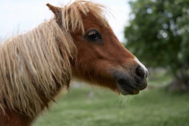 Açık kahverengi yeleli bir midilli, çimenli bir tarlada yan tarafa bakar. Ağaçlar arka planda yavaşça bulanıklaşır.