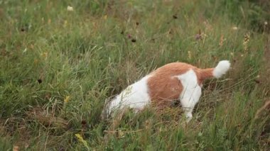 Jack Russell Terrier bir şey ararken kafasını çimlere gömmüş. 4K 'da yakalanan çerçeve merak ve içgüdü gösteriyor..