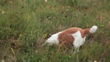 Jack Russell Terrier, kalın yeşil çimenleri kazmaya odaklanmış. Bu 4k video çerçevesi neşeli enerji ve merakı yakalar.